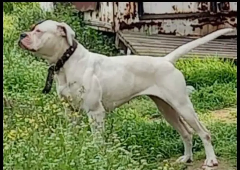 Alpin's Parvo of Canini Dog