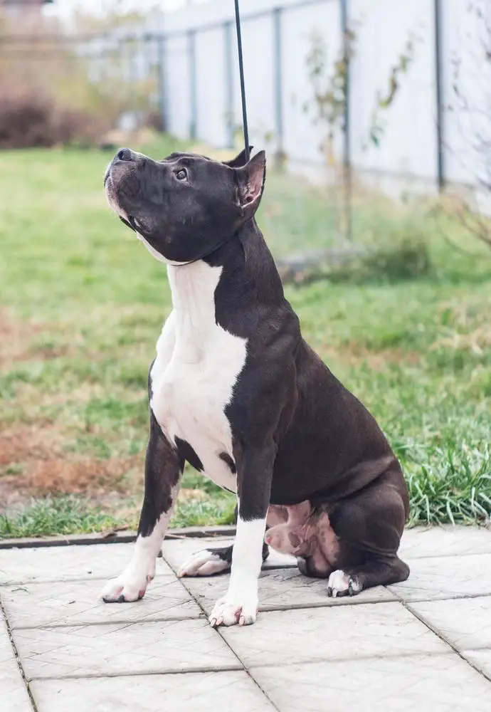 JCH, JCH RKF. CHNKP. CHRKF. T1 Staff Mystery Dior for Nou Daut Best