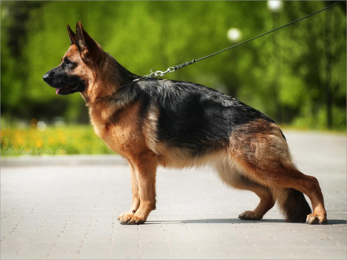 Gavana iz Doma Shebis