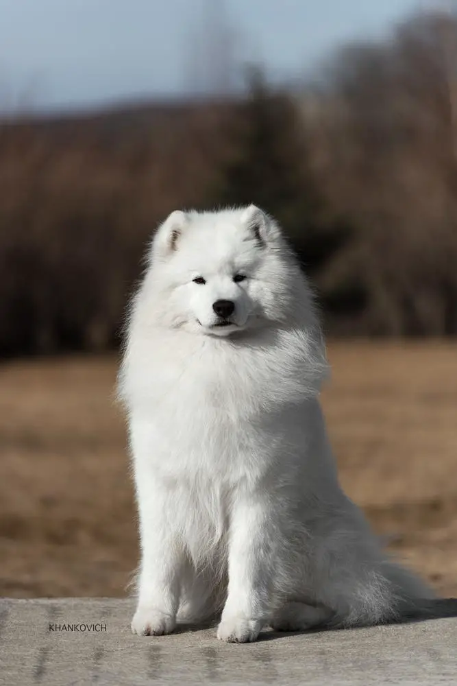 WDS23-CAC, ACW24, JRus;JClub;Ch.Ru Radost Zhizni Origami