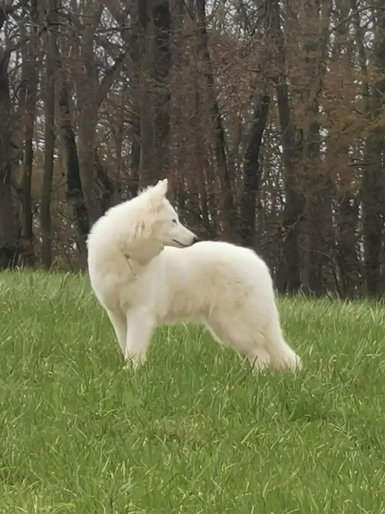 CIB LX SM EF ME BA HR THE BEST ONE DE LA NICHE DE KRISTAL