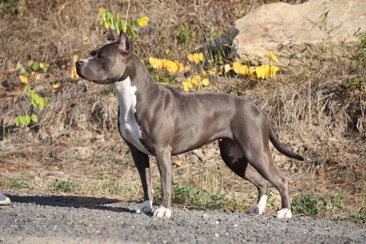 MBISS 3XNGRCH 2XNBOB RGRCH 'PR' Bartin's Head Of Fashion Evay