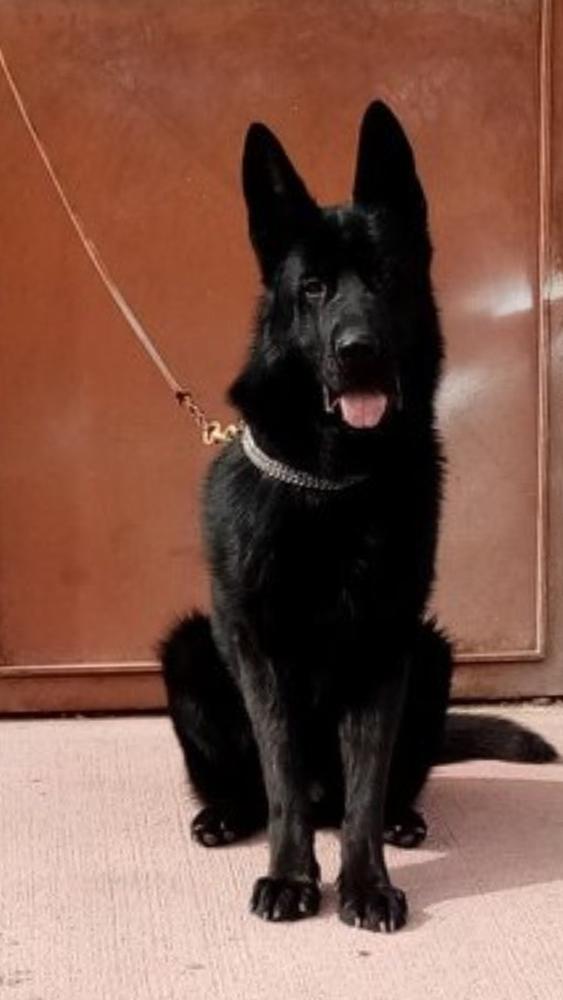 Orian von der yorulmaz (Black)