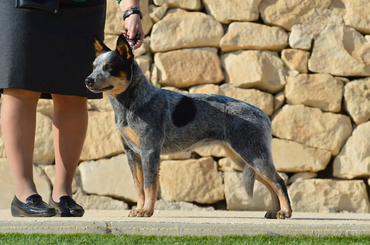 Banana Bender I Believe In Peace
