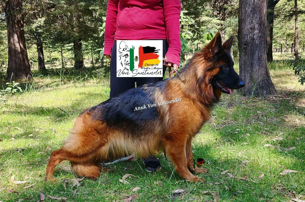 Anuk Von Santander