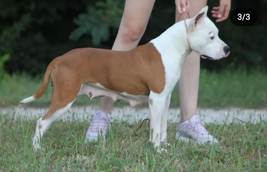 Hera od 1300 Kaplara