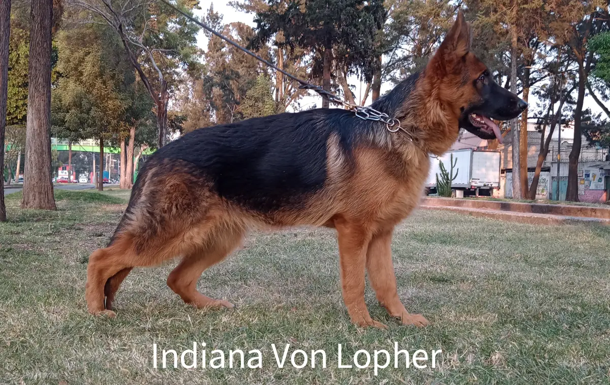 Indiana Lopher