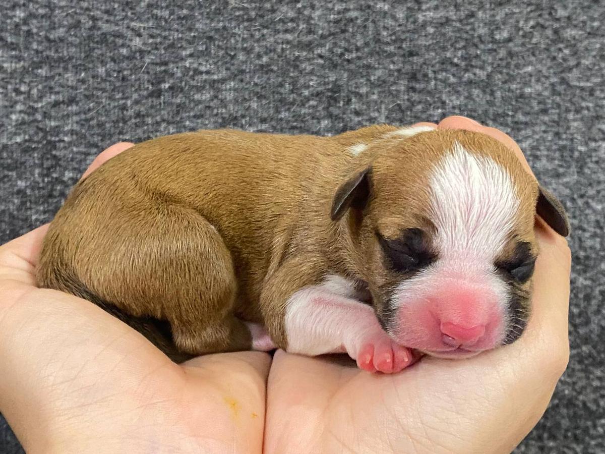 KAZANOVA  IZ DOMA LANKASTER