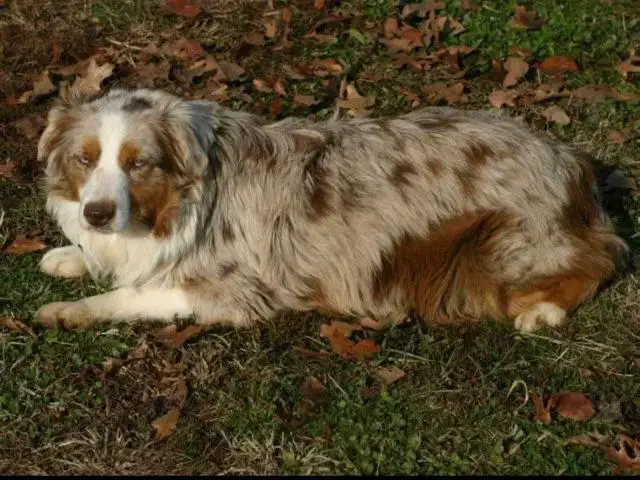 Timberlines Blue Eyed Peach