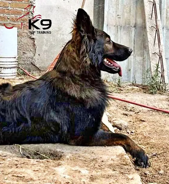 Morelia (Hunter) of k-9 Top Training