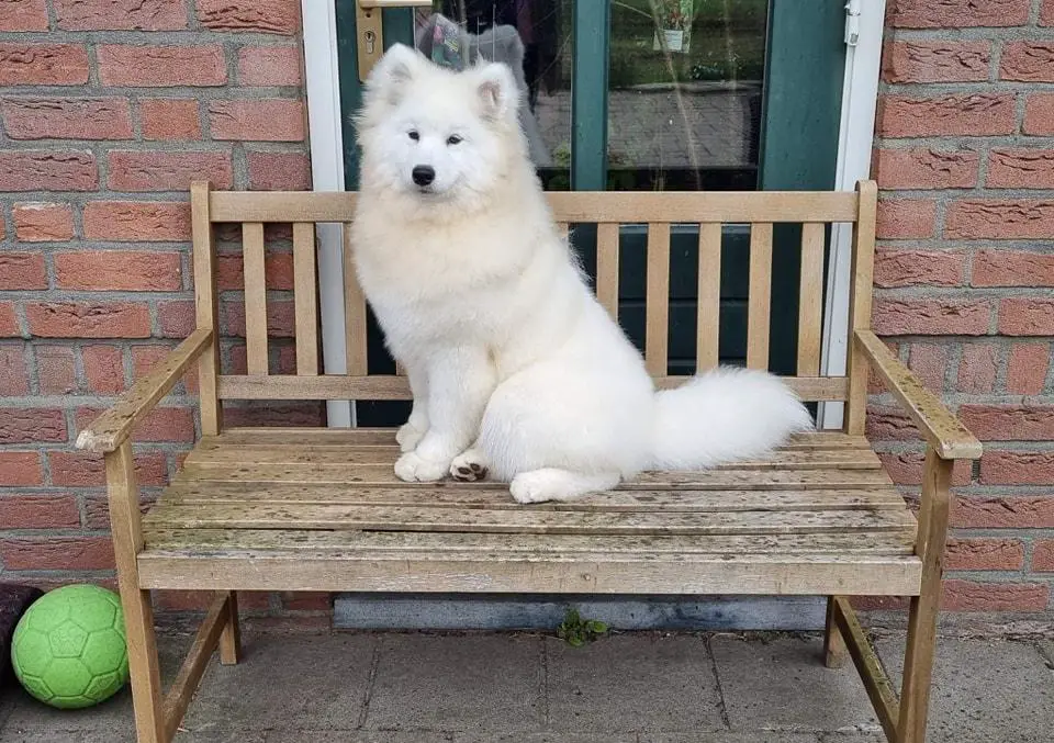 Beautiful Delilah van 't Huis te Woude