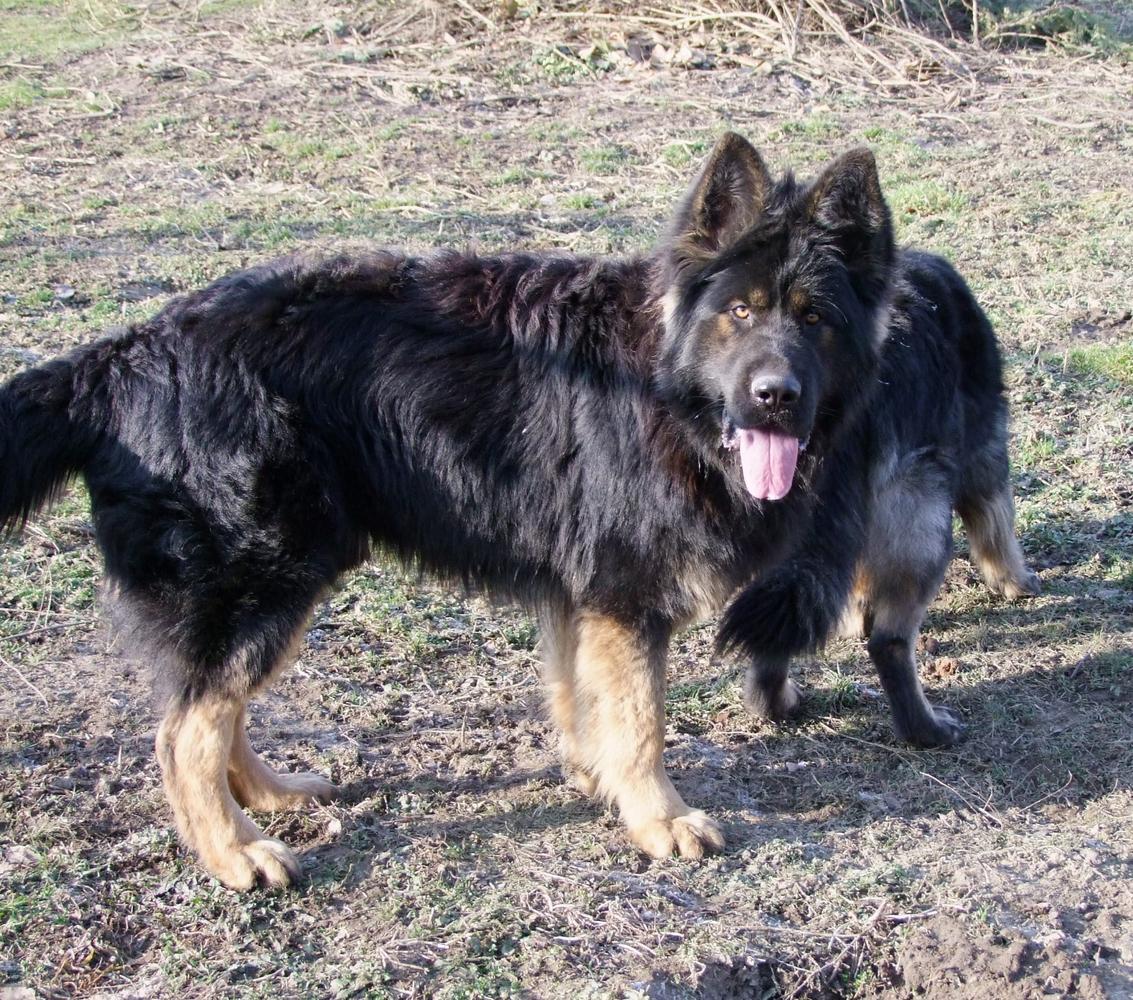 Vito von der Seisenburg
