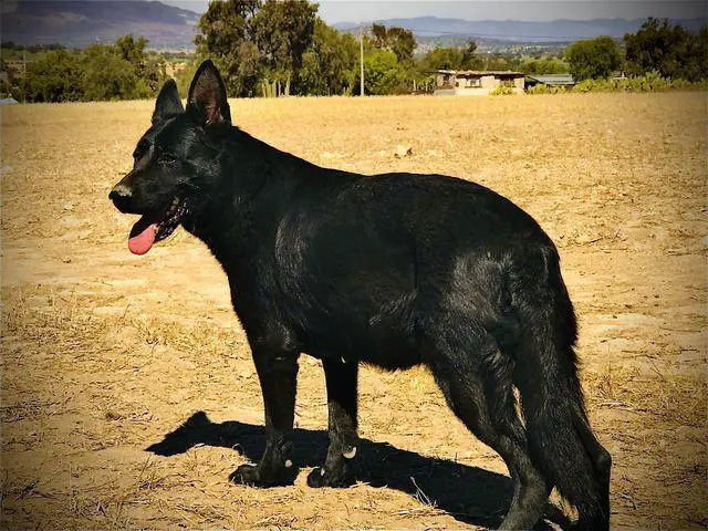 Mamba valle Verde