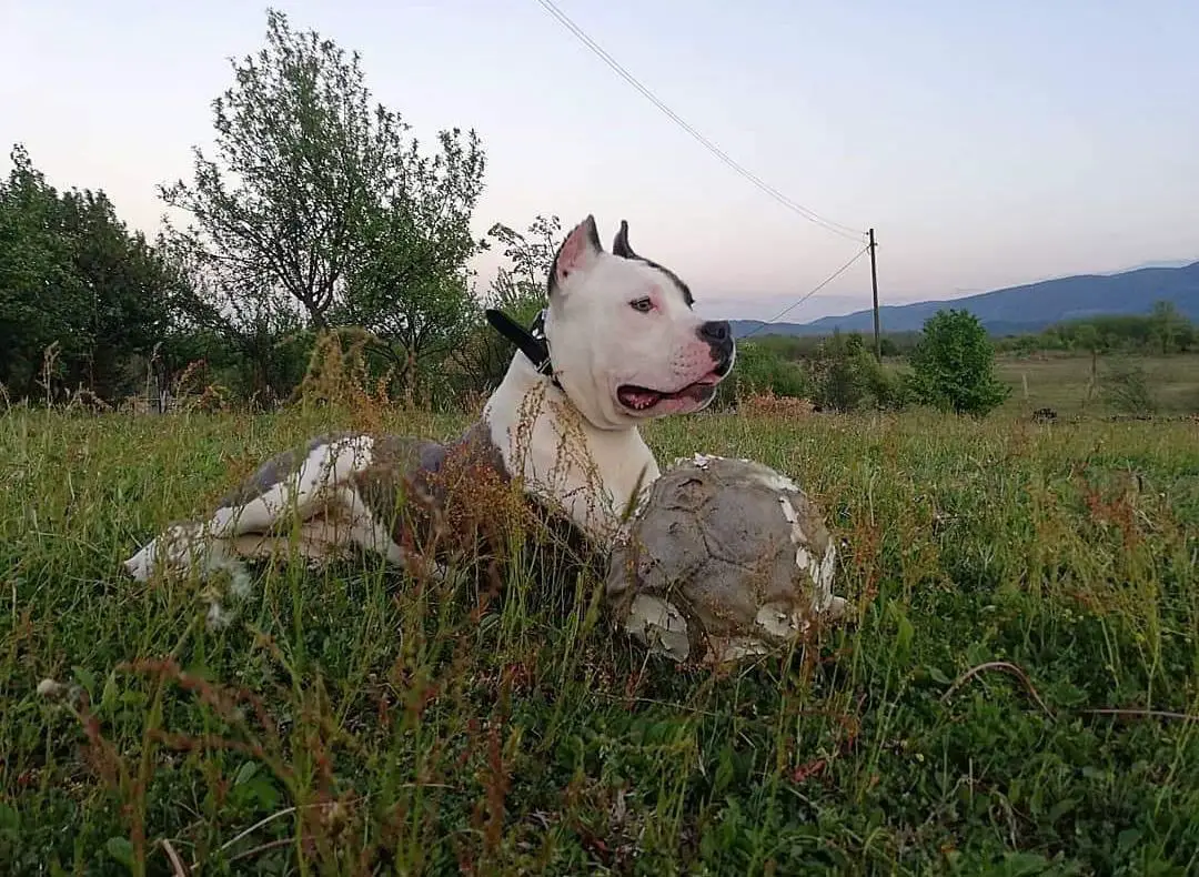 Joker AST Simply The Best