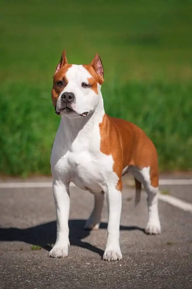 JCHRUS.CHRUS. Golden Falcon Esprit