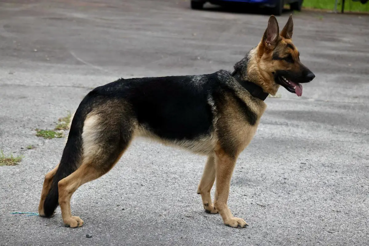 Always Into Mischief von den Komplizen