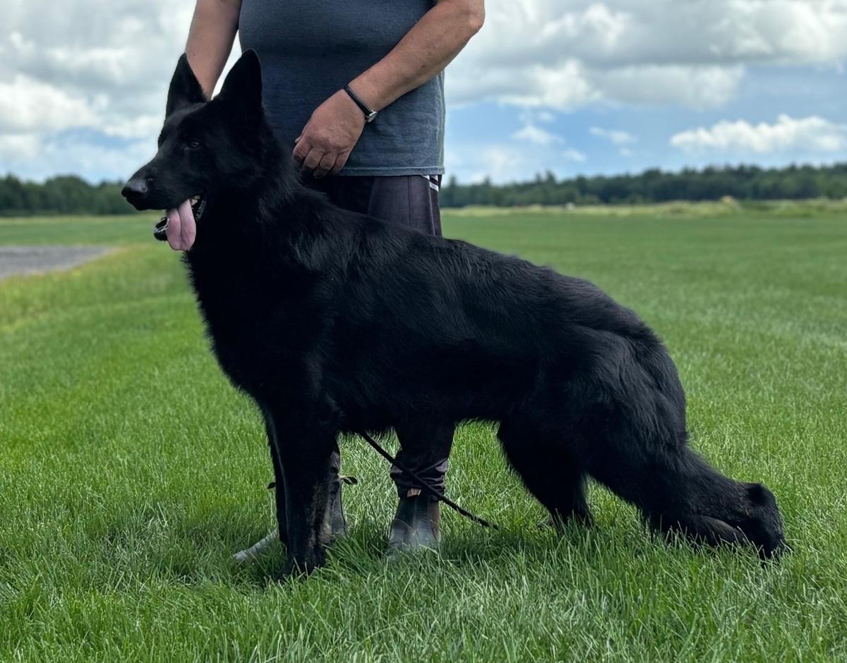 Sanhedrin's Black Friday