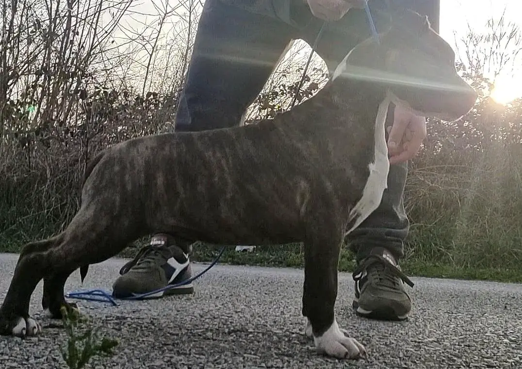 Genesis Global Offensive