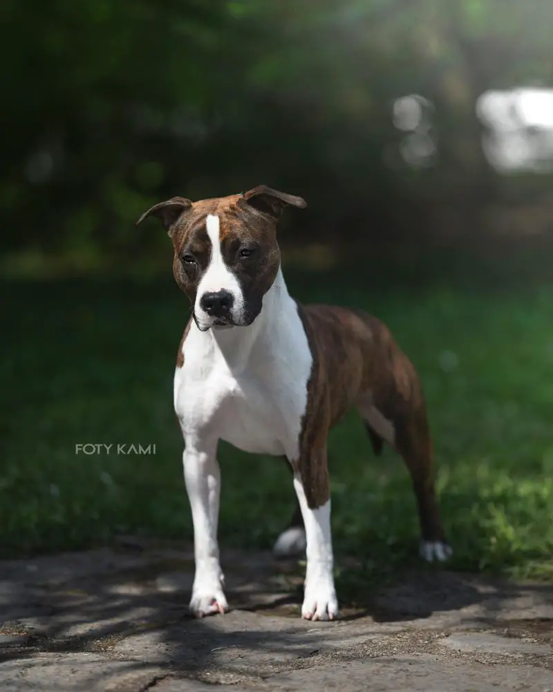 C.I.B-J, JrChPl, JrChSk, ChSlo, ChRo, ChPl TANANA Because of Crazy Time