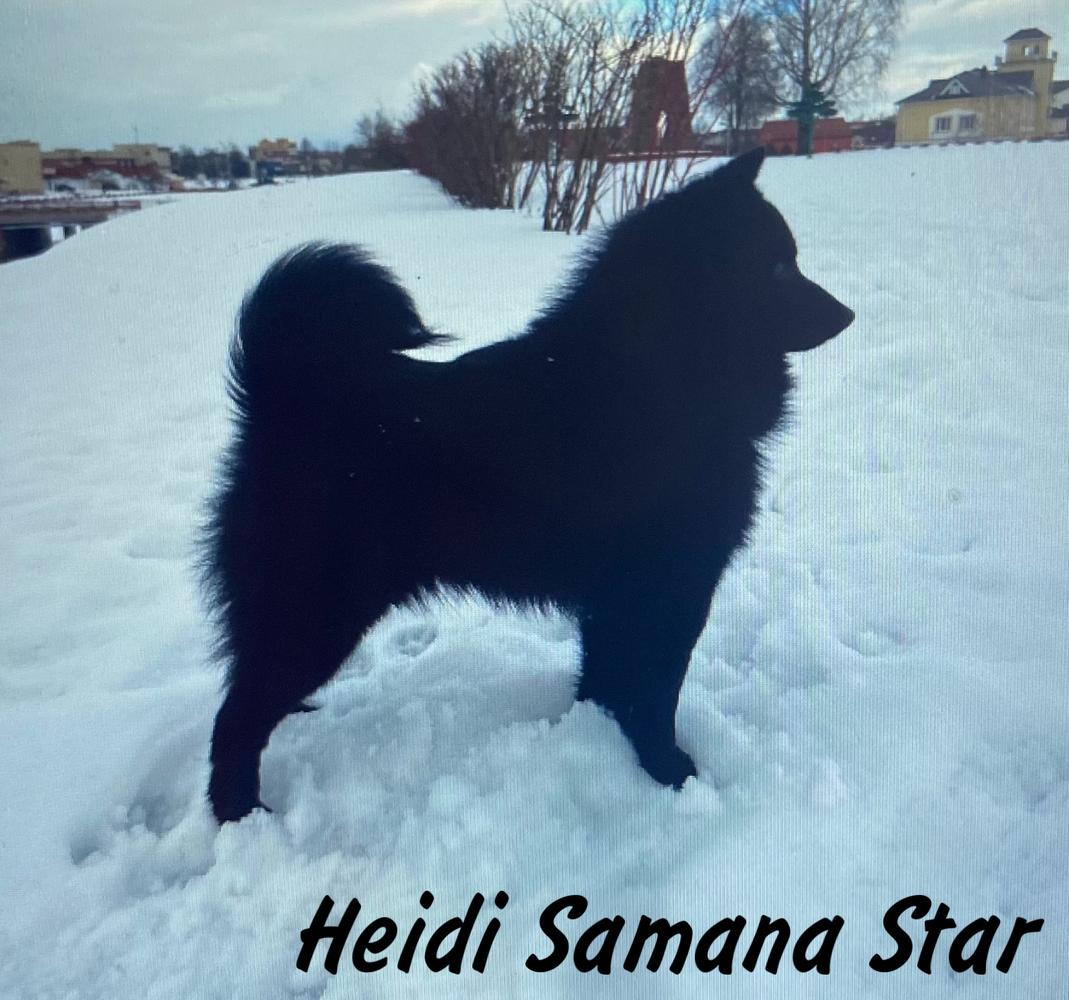Cand.to Champion of Belarus Heidi Samana Star