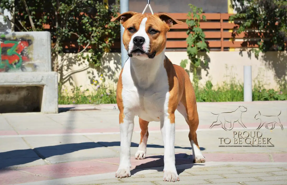 JCHGR,CHGR,GREEKBREDCH Proud to be Greek First Lady