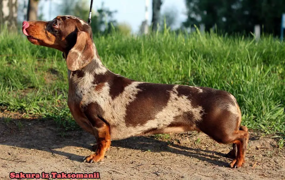 SAKURA IZ TAKSOMANII