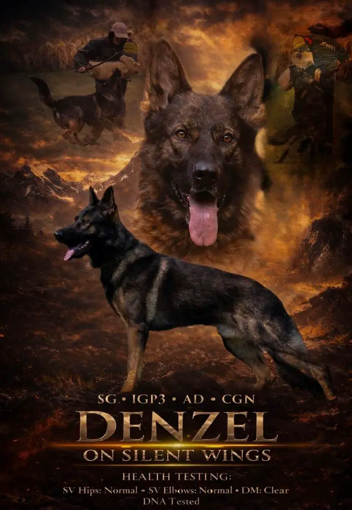 SG Denzel On Silent Wings
