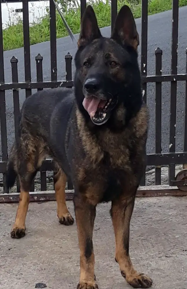 Zeus Von Hardy Ramos Garcia