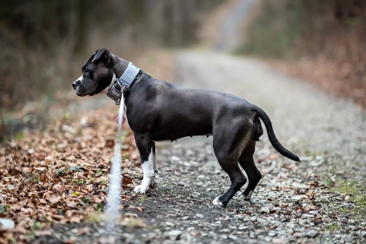 Royal Amstaff Perfection