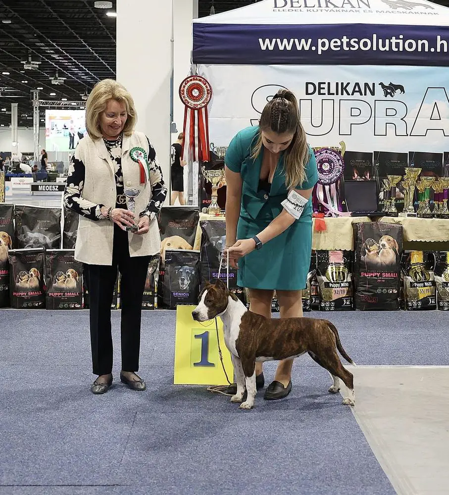 Puppy BIS, Puppy Club Winner Nine To Five Valiente For Double Trouble