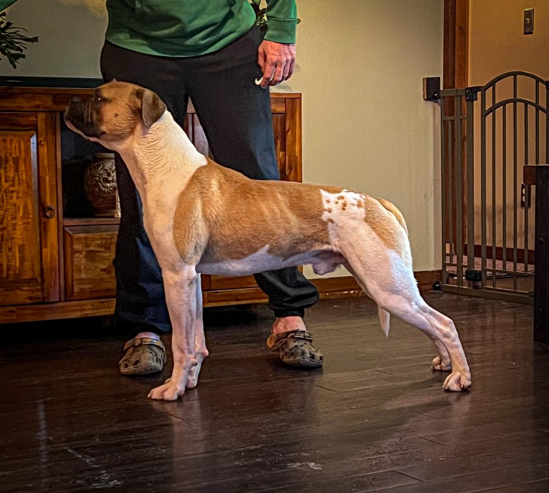 NKC JR CH Centerbull's Urban Graffiti AKA Banksy