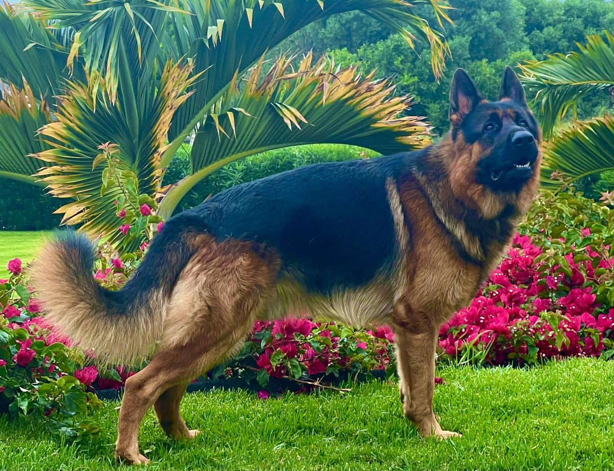 Optima Augusta vom Mittelwest