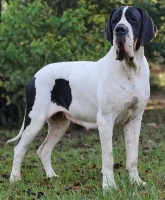 Arabella Of Lauer Danes