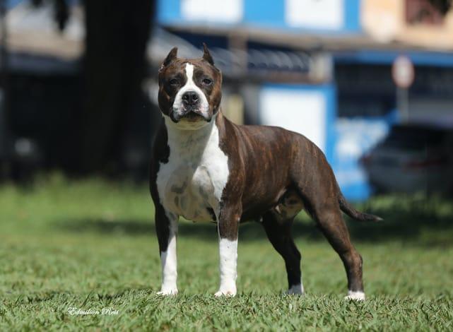 Campeão, CH.Panamericano Amstaff Lyra Star Terrier