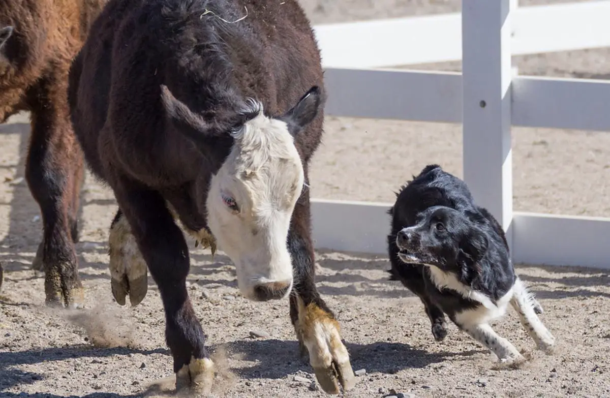 Westwind First Choice Eleanor of Scotland