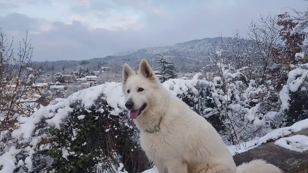 Hizzy DU BOIS DES TERNES