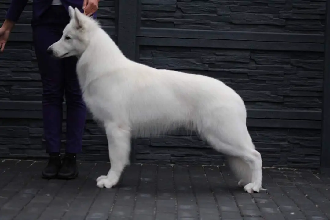 JUNIOR CHAMPION OF POLAND, CHAMPION OF POLAND Story Of My Life SIR BASTIAN Lord Of The White Shepherd