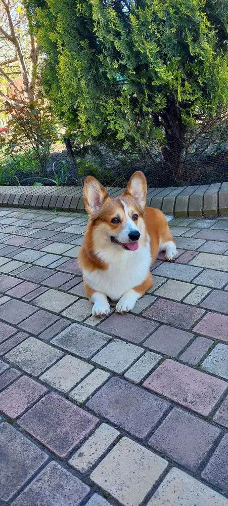 Leon Vil'vetoviy Bluez