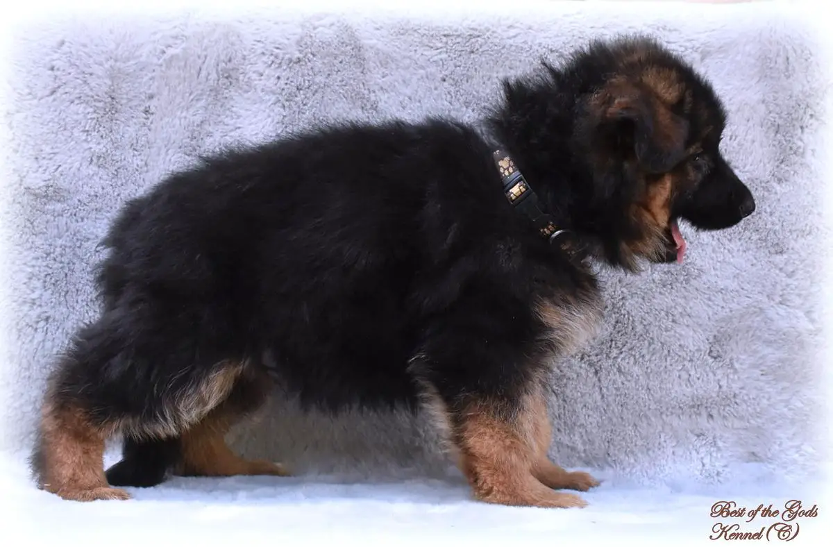 QENT Best of the Gods