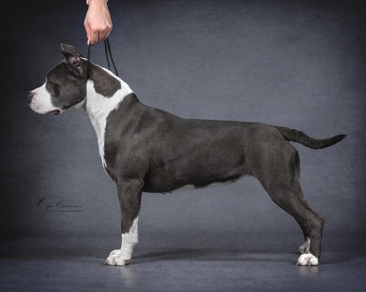 CH FD, JCH FD STENI'S BOVI ULI KUOLLI