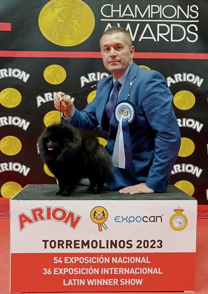 UK Ch. & UK Junior Warrant Trenarwyn Walkin' On Fire