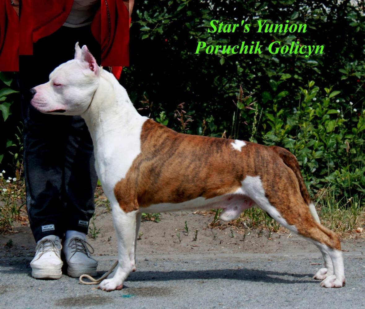 JunRKFCh Star's Yunion Poruchik Golicyn