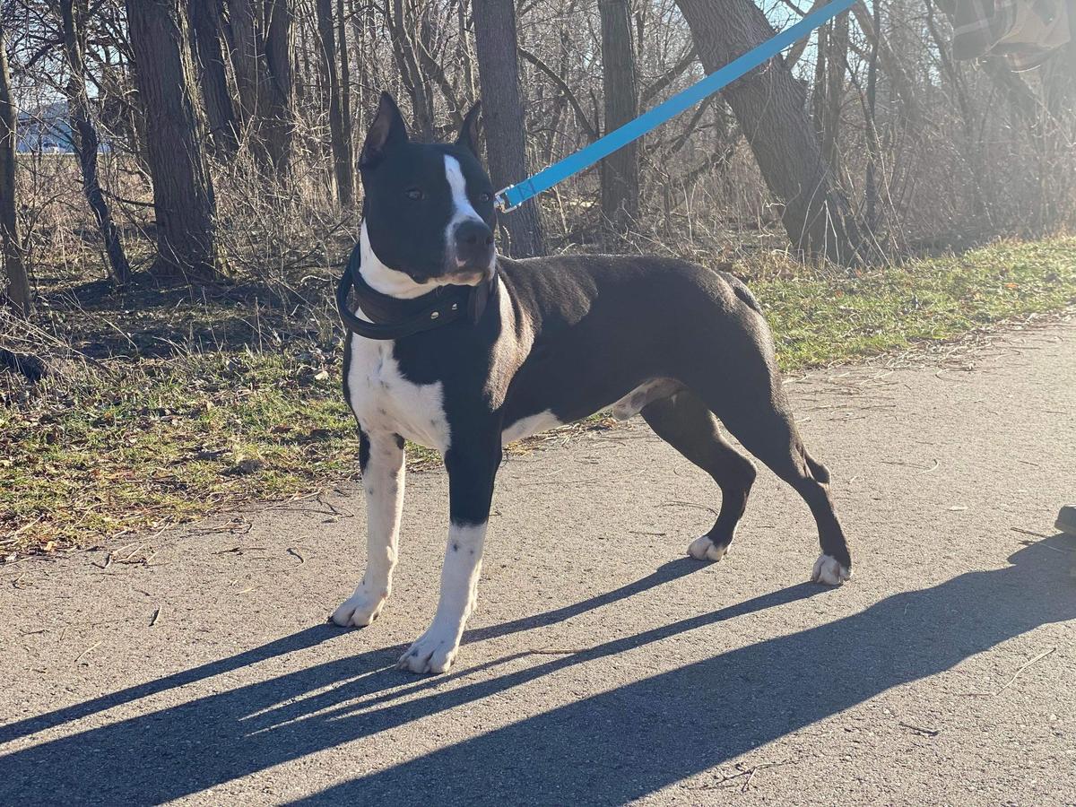 Legends American Dragon