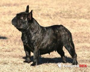 Best French Bulldog in Russia AVIGDORS FIRA FIRUZI FIORI