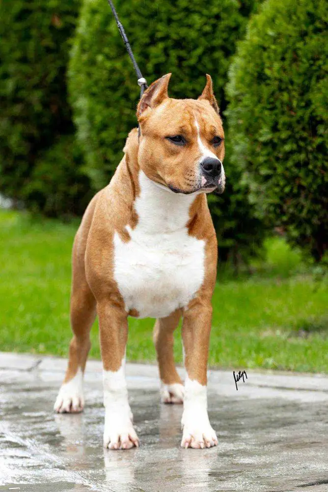 Brahus From The House Tigers