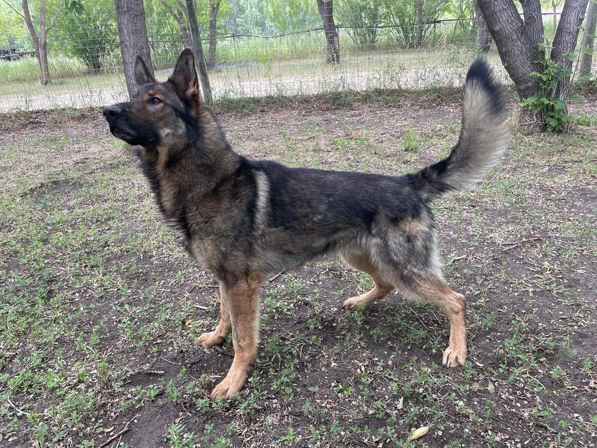 Forsvarsmaktens Phelix