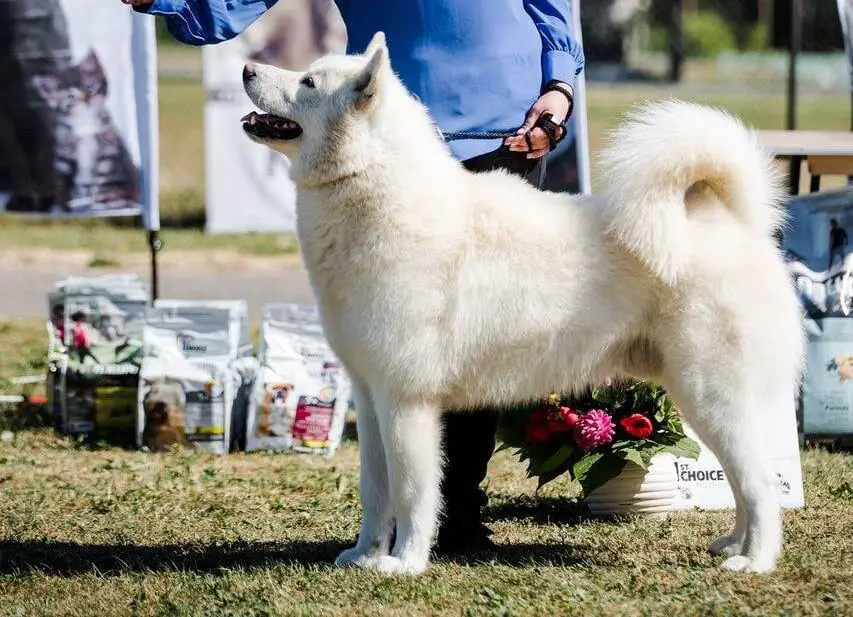 Cahppes White Runner of Cheya