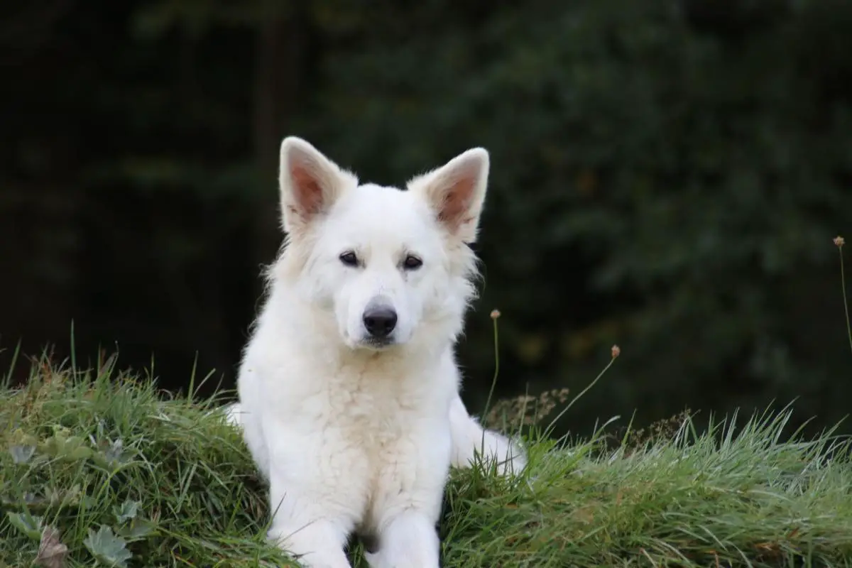 Princess-Khaleesi vom Weissen Wächter
