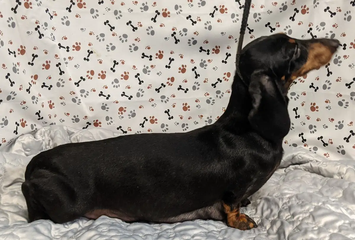 WTL Tescha Needs Dharma MSD