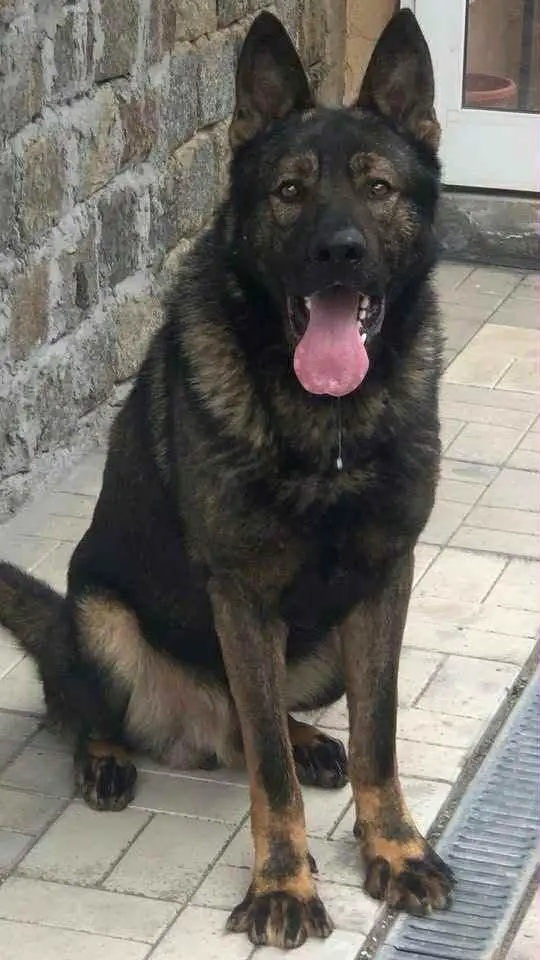 Rocky Vom Haus Sankovic